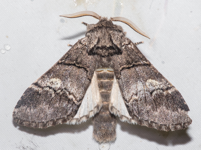 Drymonia querna - tölgyfa-púposszövő
