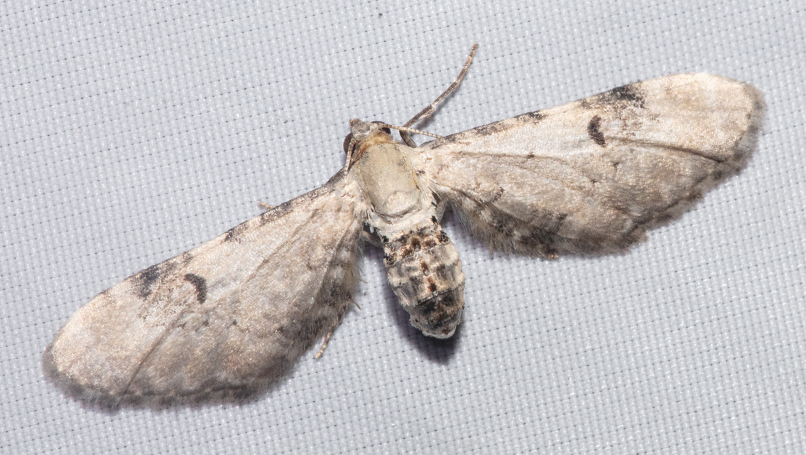 Eupithecia centaureata - búzavirág-törpearaszoló