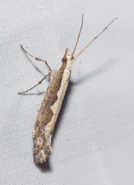 Plutella xylostella - káposztamoly