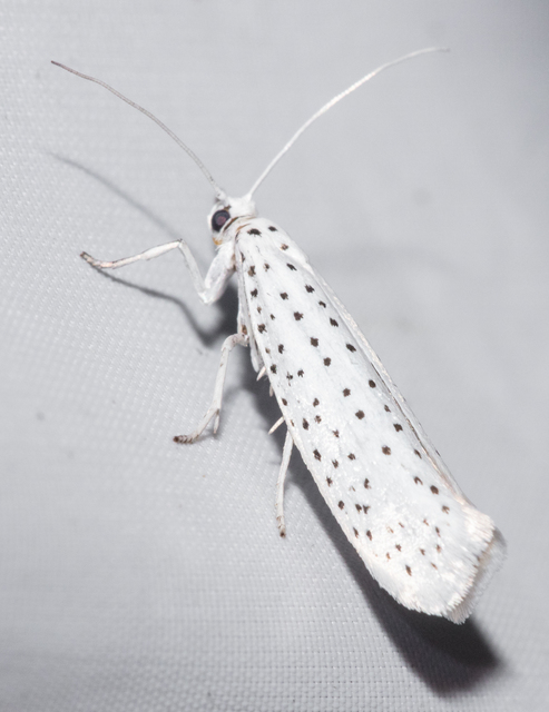 Yponomeuta evonymella - pókhálós májusfamoly