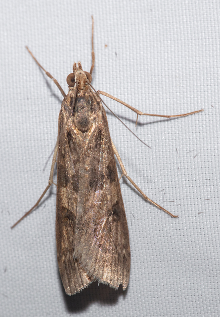 Nomophila noctuella - közönséges vándormoly