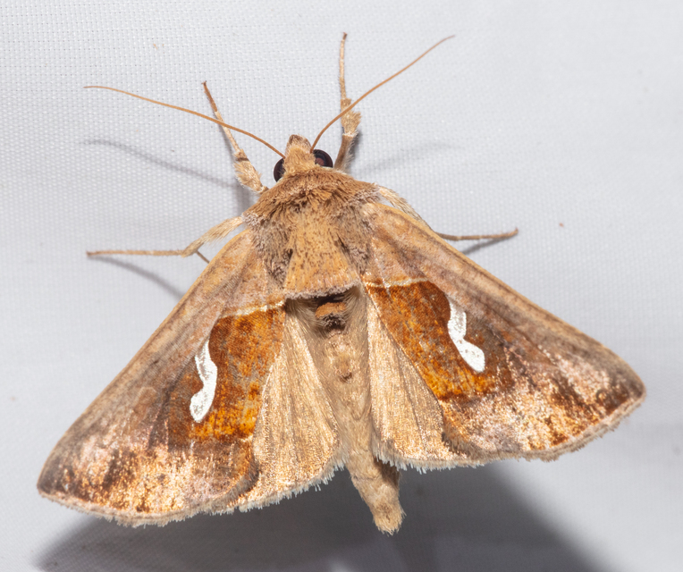 Macdunnoughia confusa - cseppfoltos ezüstbagoly