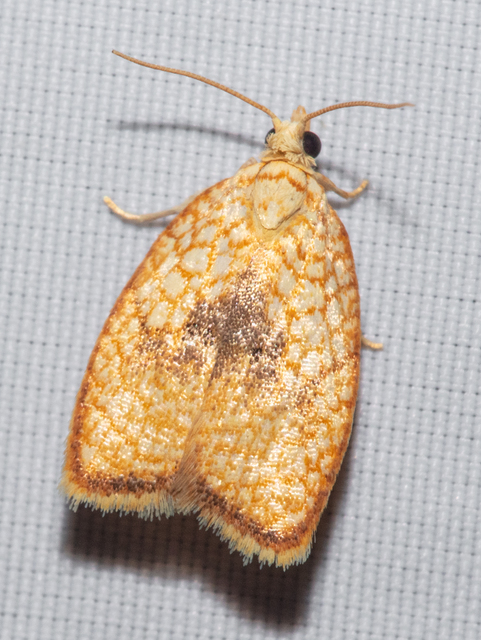 Acleris forsskaleana - juharos levélmoly
