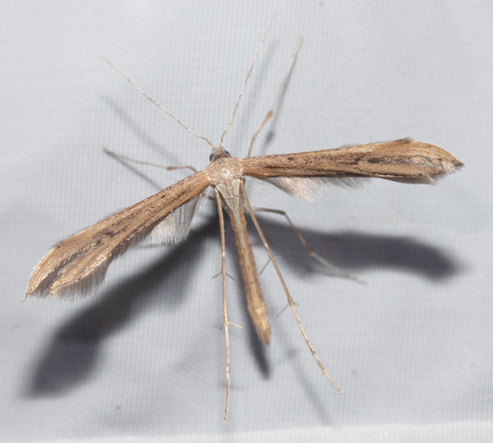 Pterophoridae - tollasmolyfélék