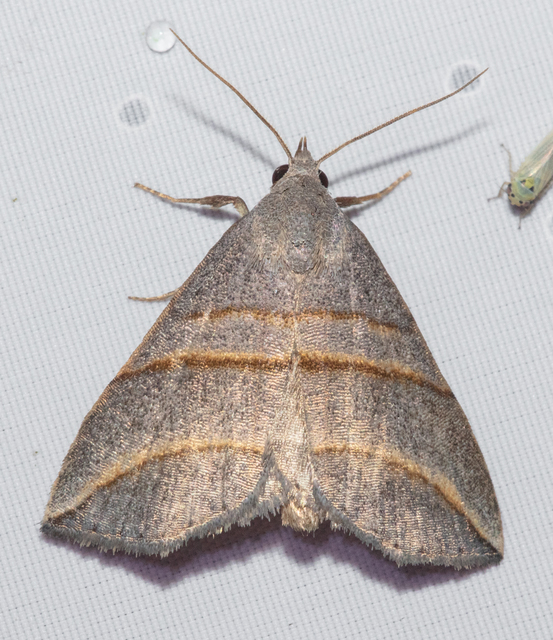 Colobochyla salicalis - háromsávos törpebagoly