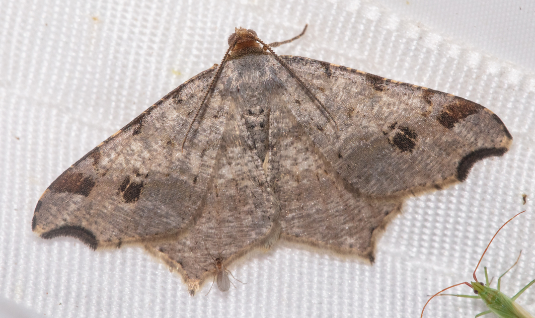Macaria alternata - közönséges szürkearaszoló