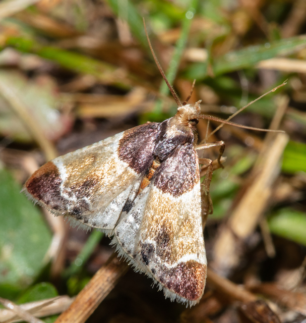 Pyralis farinalis - lisztilonca