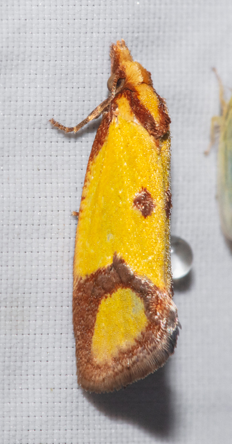 Agapeta zoegana - barnacsíkos sárgamoly