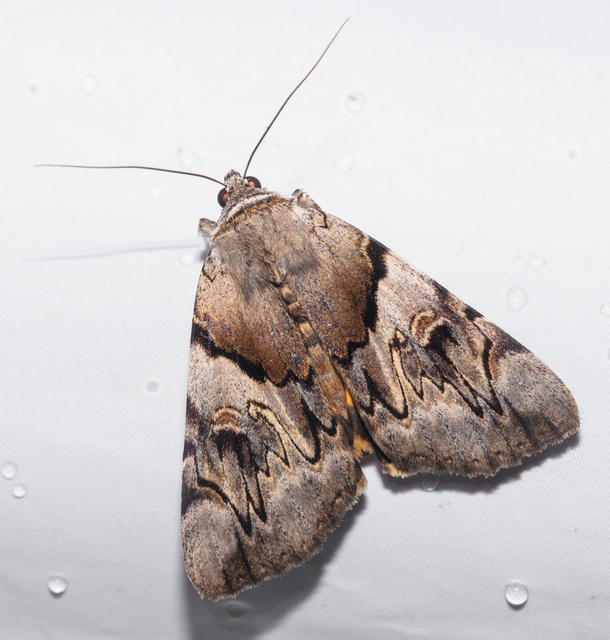 Catocala fulminea - galagonya-övesbagoly
