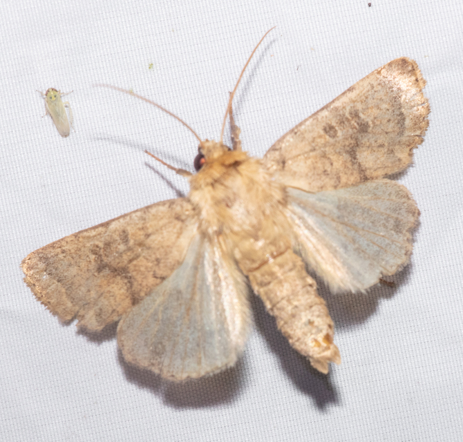 Hoplodrina octogenaria - barna selymesbagoly