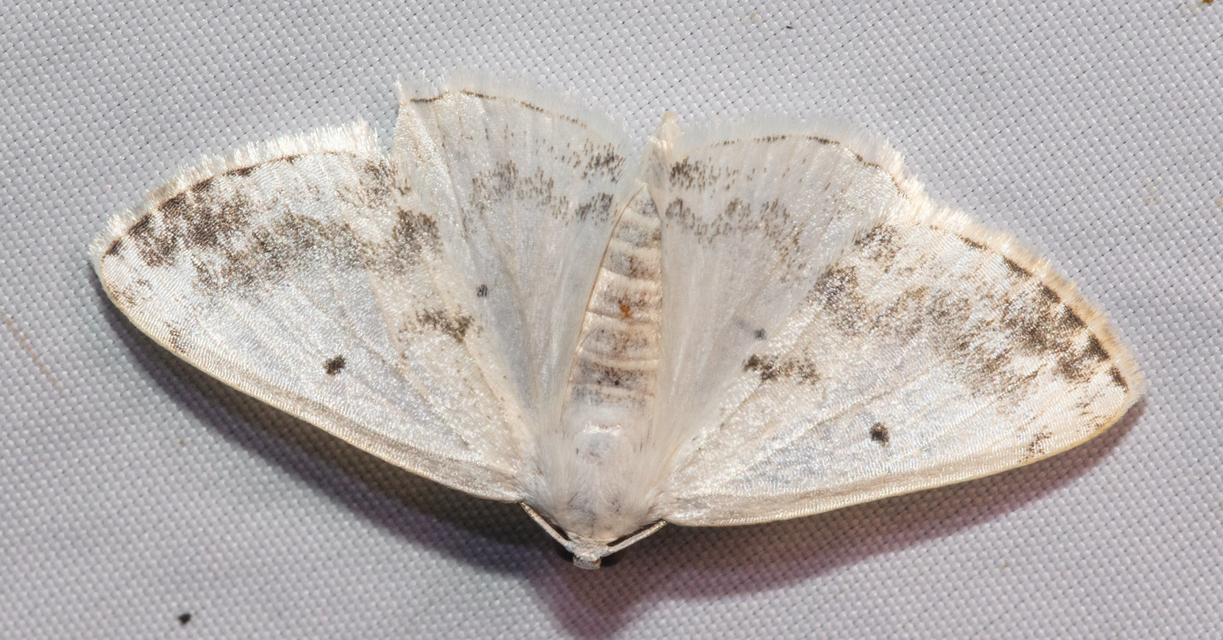 Lomographa temerata - foltos fehéraraszoló