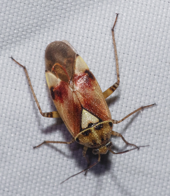 Lygus pratensis - változó mezeipoloska