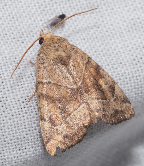 Cosmia trapezina - közönséges lombbagoly