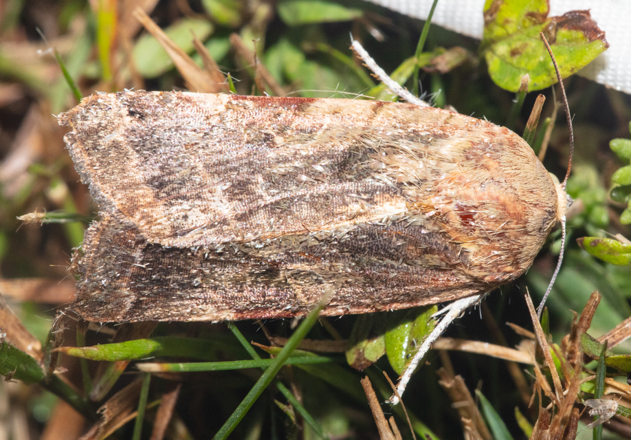 Noctua fimbriata - szélessávú sárgafűbagoly
