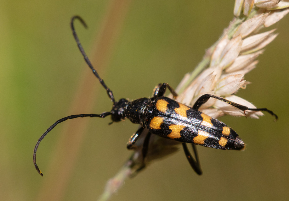 Leptura quadrifasciata - feketeszőrű szalagoscincér