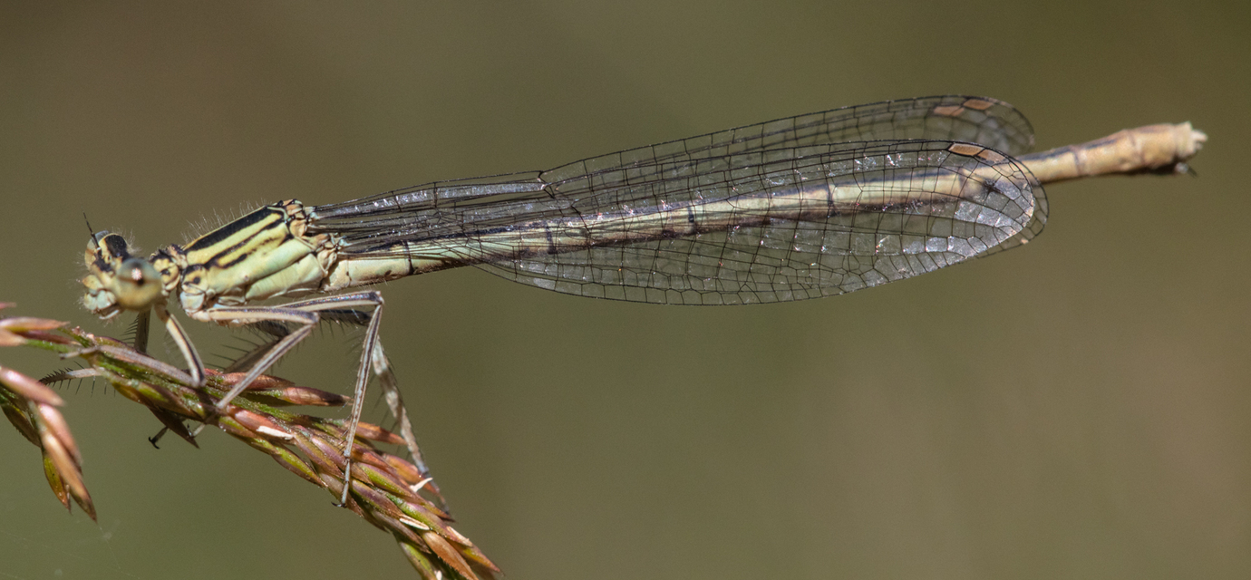 Platycnemis pennipes - széleslábú szitakötő