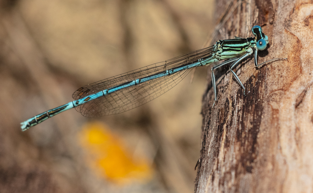 Platycnemis pennipes - széleslábú szitakötő