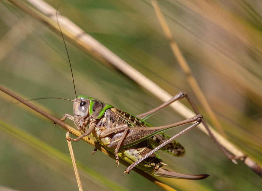 Decticus verrucivorus - szemölcsevő szöcske