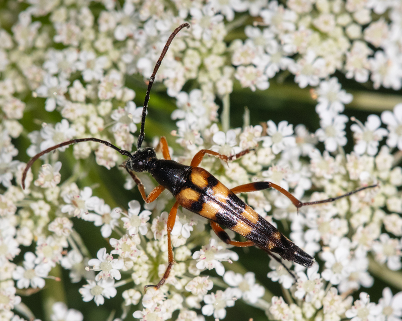 Strangalia attenuata - nyurgacincér