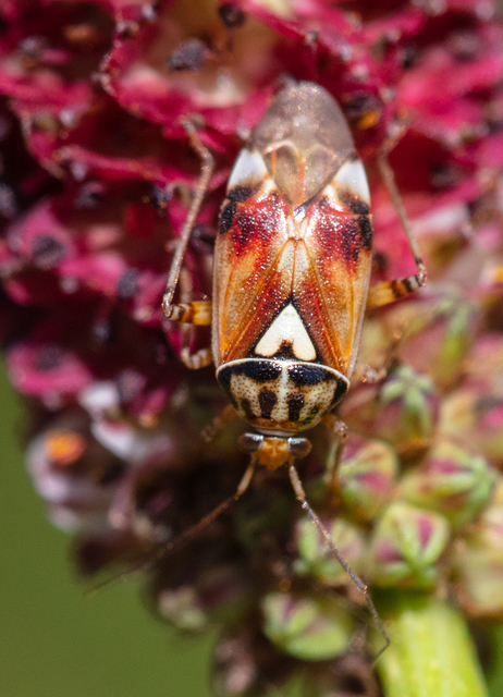Lygus pratensis - változó mezeipoloska