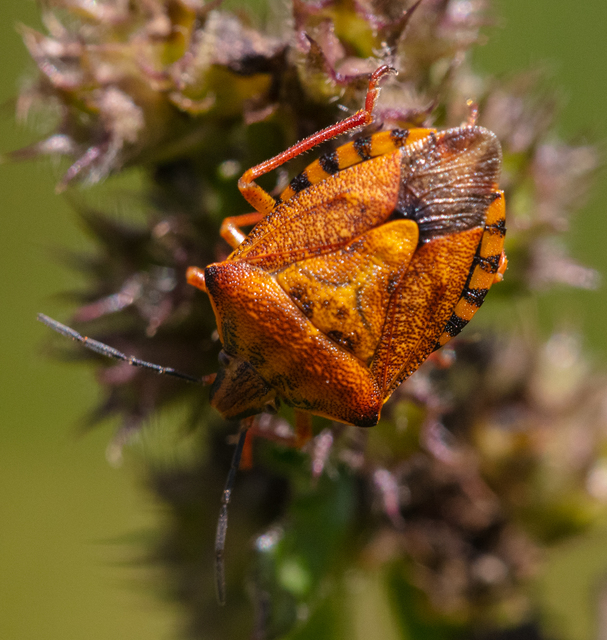 Heteroptera - Poloskák