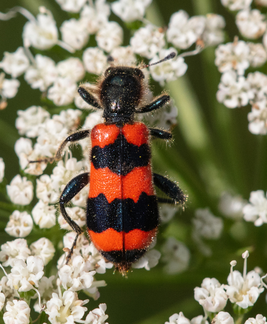 Trichodes apiarius - szalagos méhészbogár