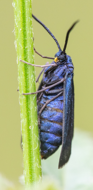 Procridinae
