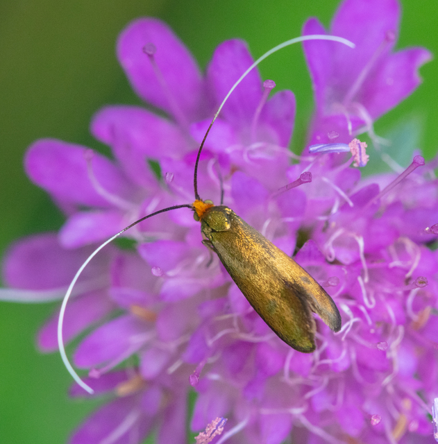 Nemophora metallica - fémszínű tőrösmoly