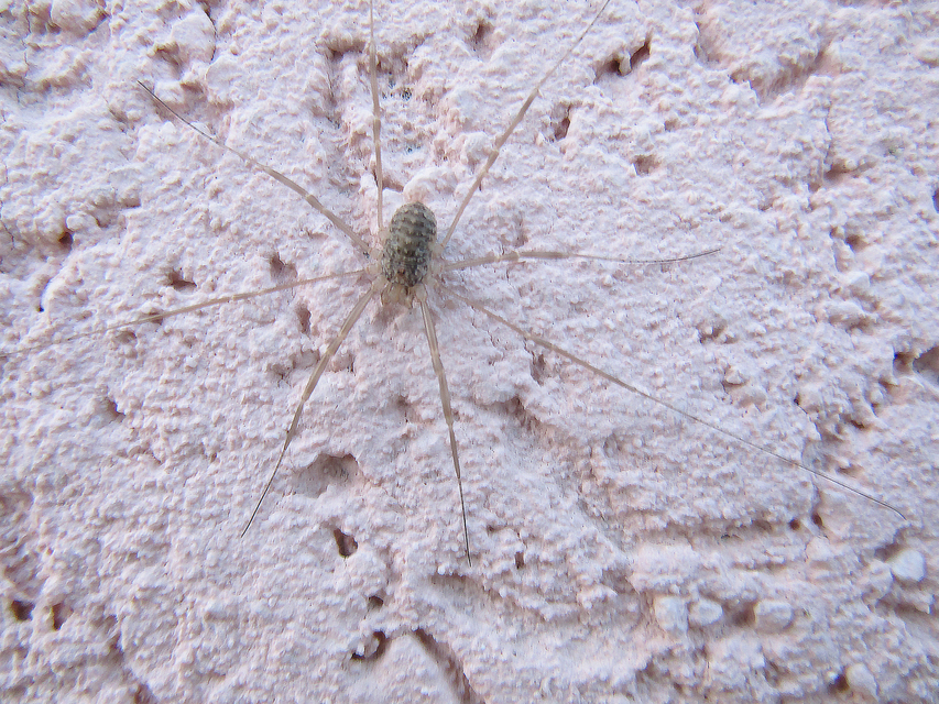 Opilio saxatilis
