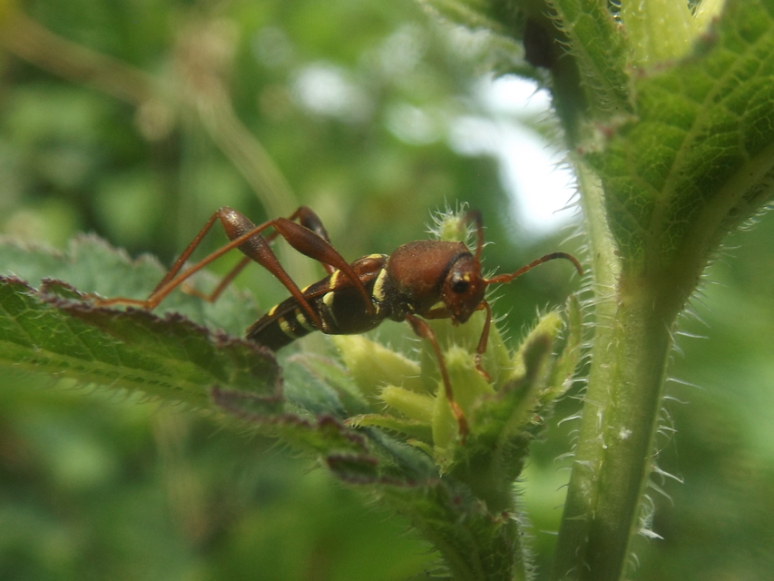 Neoclytus acuminatus - amerikai darázscincér