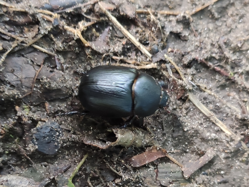 Pentodon idiota - butabogár