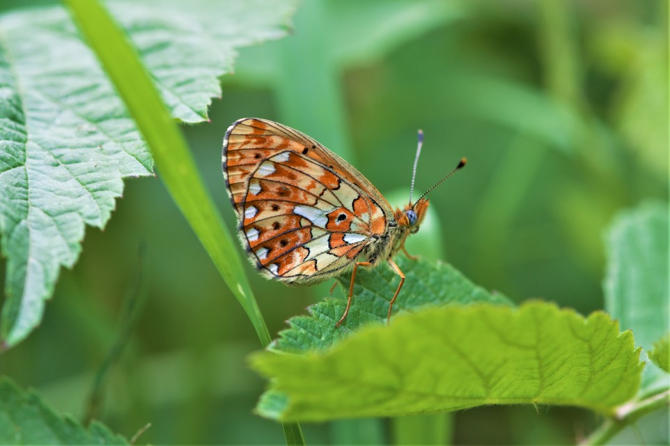 Boloria euphrosyne - árvácska-gyöngyházlepke