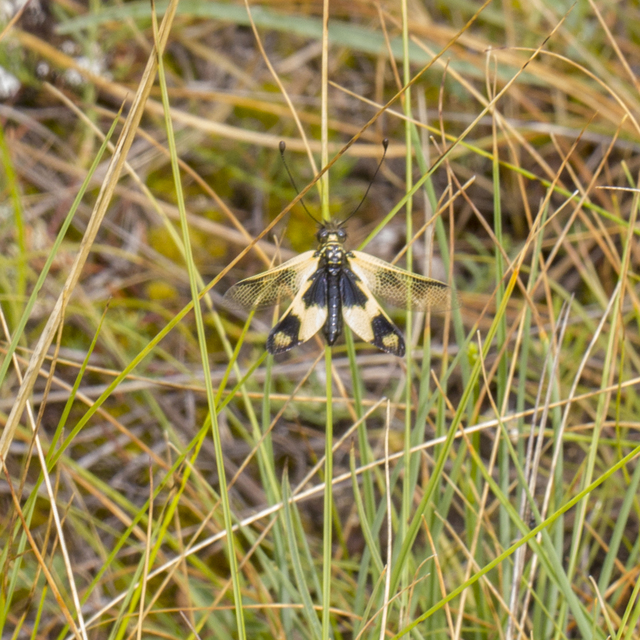 Libelloides macaronius - keleti rablópille