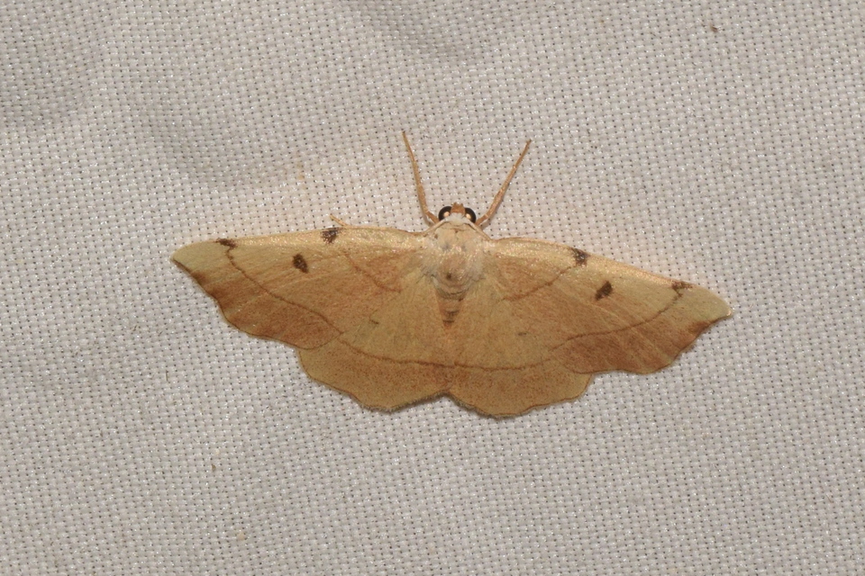 Eilicrinia trinotata - háromjegyű araszoló