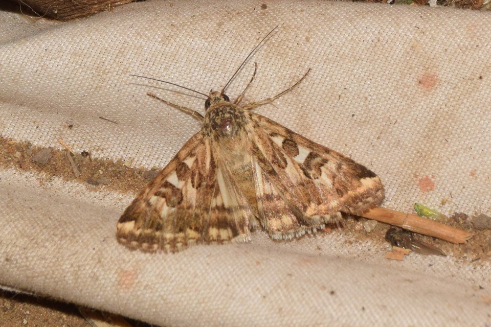 Protoschinia scutosa - tüskéslábú bagoly
