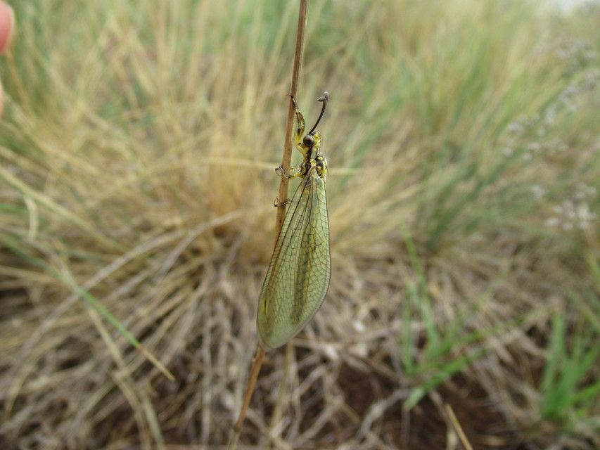 Myrmecaelurus trigrammus - hangyafarkas
