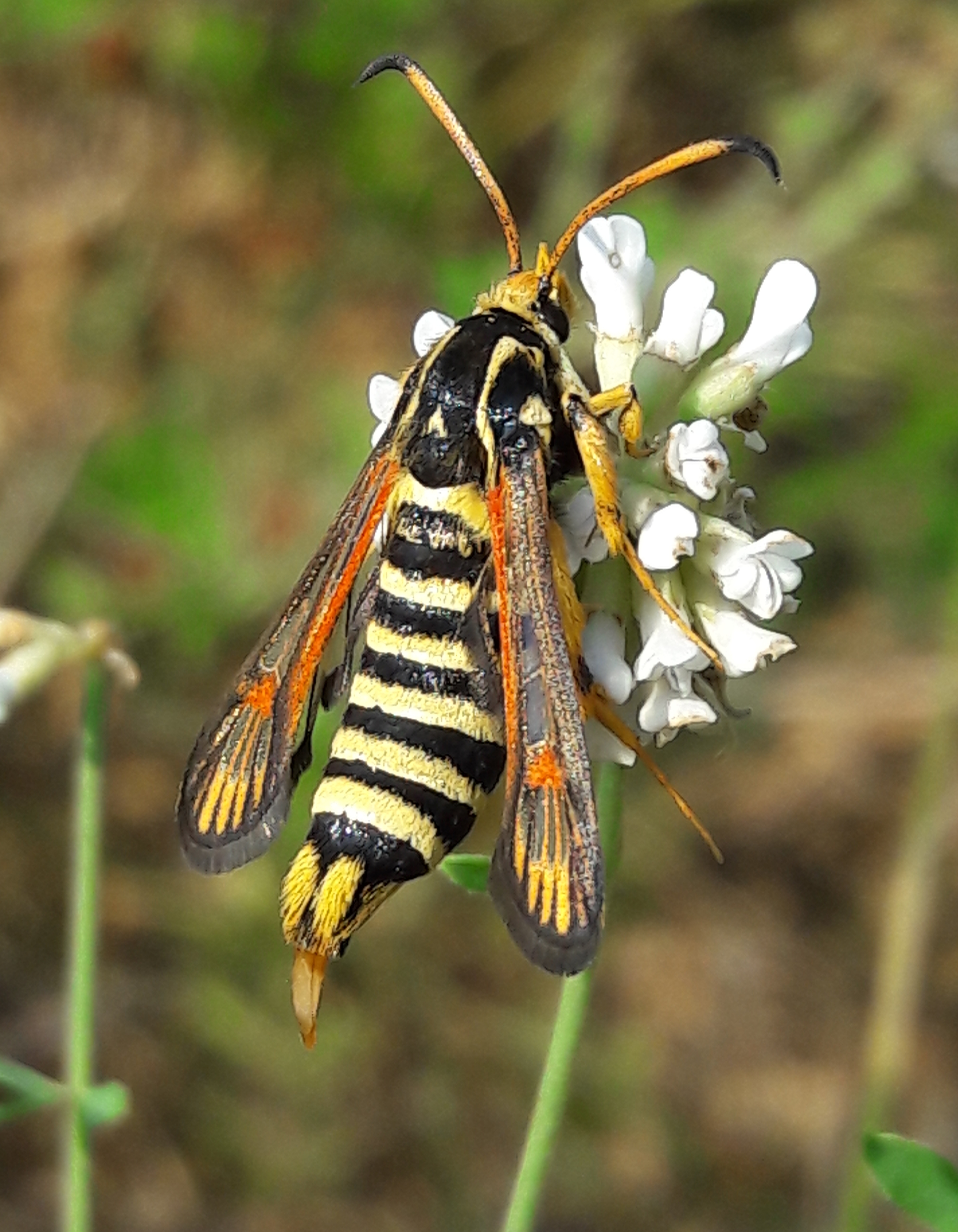 Bembecia ichneumoniformis - fürkész-szitkár