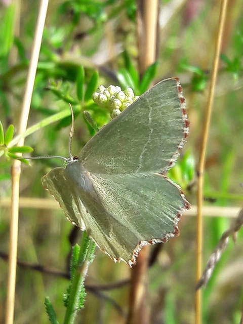 Thalera fimbrialis - csipkésszélű zöldaraszoló