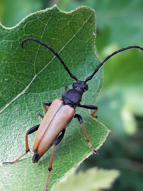 Stictoleptura rubra - vörös virágcincér