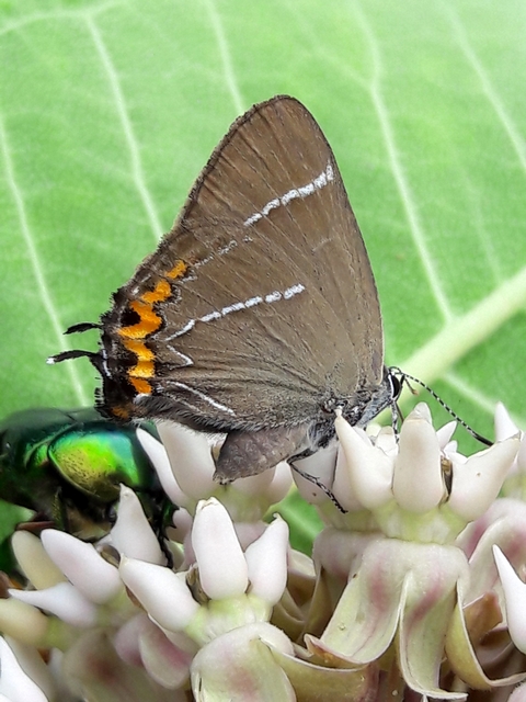 Satyrium w-album - szilfa-csücsköslepke
