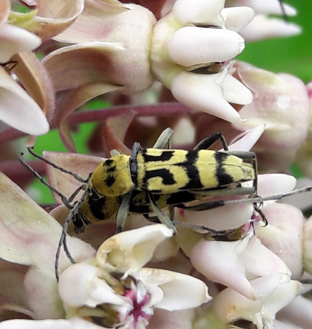 Chlorophorus varius - díszes darázscincér