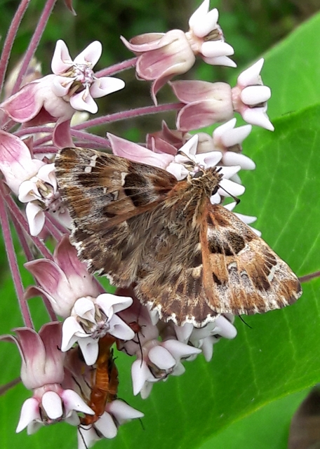 Carcharodus alceae - mályva-busalepke