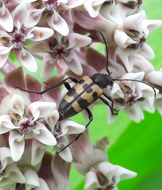 Pachytodes erraticus - rajzos virágcincér
