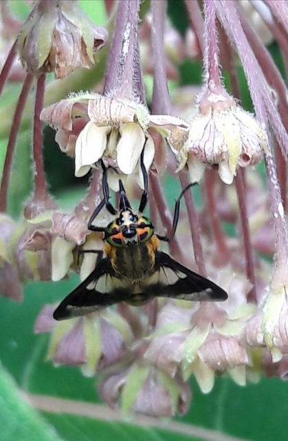 Chrysops