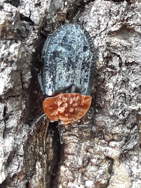 Oiceoptoma thoracicum - vörösnyakú dögbogár