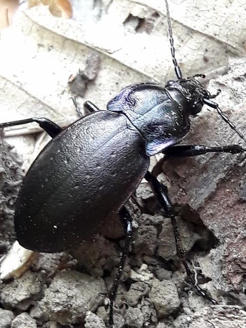 Carabus nemoralis - ligeti futrinka