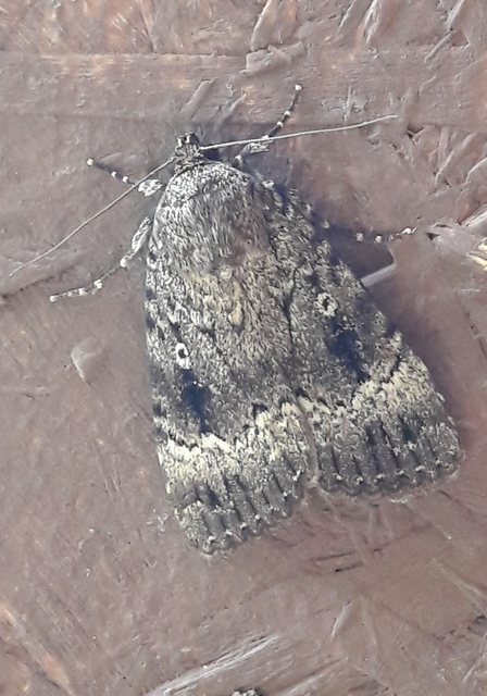 Amphipyra pyramidea - fahéjszínű bagoly