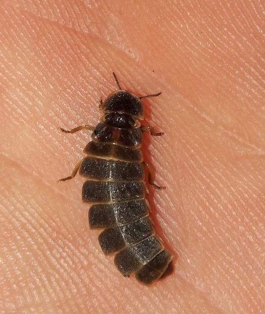 Lampyris noctiluca - nagy szentjánosbogár