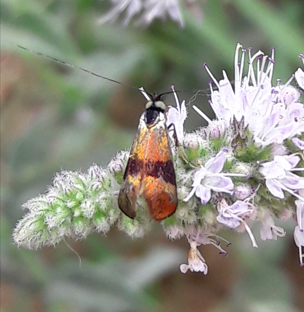 Nemophora