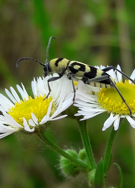 Chlorophorus varius - díszes darázscincér